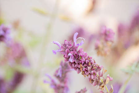 Lavender. Blooming purple lavender flowers and dry grass in the meadows or fields. Violet flower in summer time.の写真素材