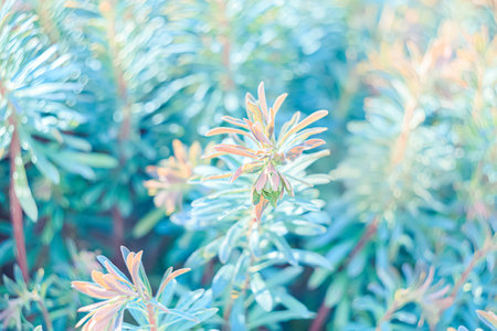 Airy atmosphere. Art photography. Blurred natural autumn background of plants in green blue red purple color. Soft focus.の写真素材