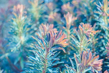 Airy atmosphere. Art photography. Blurred natural summer background of plants in green blue red purple color. Soft focus.の写真素材