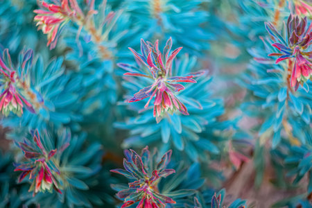 Blurred natural summer background of plants in green blue red purple color. Shallow depth of field. Top view. Airy atmosphere.の写真素材