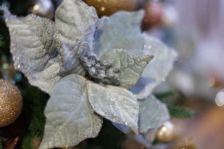 Close-up of Christmas gray poinsettia flower and blurred background with white bokeh. Soft focus.の写真素材
