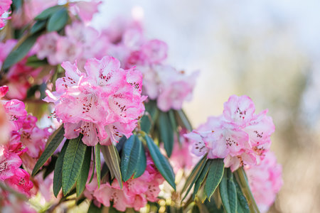 Branch of blooming purple azalea in the park in the springtime. Flowers. Natural blurred background and bokeh. Copy space.の写真素材