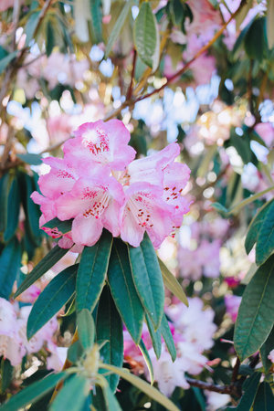 Azalea and colorful background with bokeh. Copy space. Airy atmosphere. Art photography. Rhododendronの写真素材