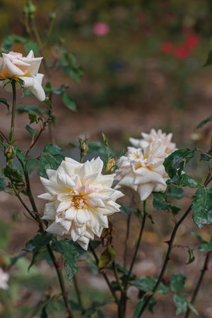 Blooming white roses in the park and a beautiful green blurred background with gray bokeh. Green leaves.の写真素材