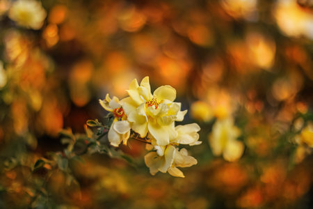 Blooming yellow roses in the park and a beautiful orange blurred background with colorful bokeh. Roses with stamens and petals.の写真素材