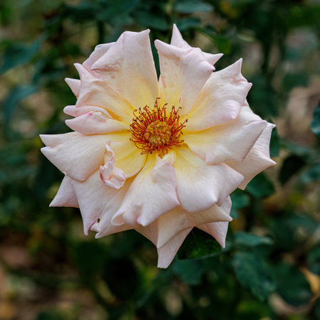 Macro of blooming white rose in the park and a beautiful green blurred background with bokeh. Green leaves.の写真素材