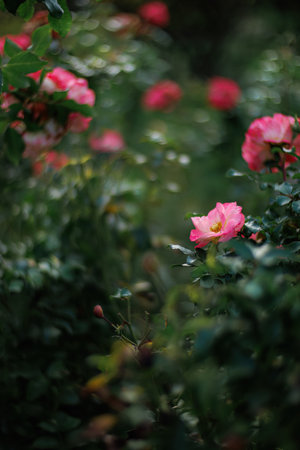 Blooming pink roses in the park and a beautiful green blurred background with colorful bokeh. Roses with stamens and pink petals.の写真素材