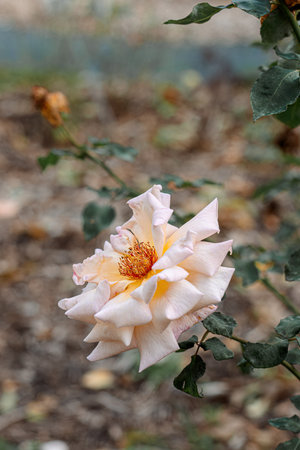 Close-up of blooming white beige rose in the park and a beautiful green blurred background with bokeh. Green leaves.の写真素材