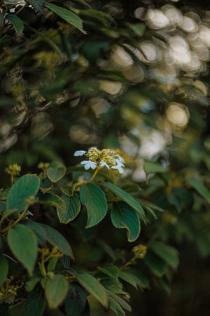 Blooming white flowers in the park and a beautiful green blurred background with white bokeh. Copy space.の写真素材