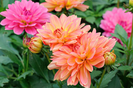 Multicolored blooming dahlia flowers in summer. Close-up of orange and pink dahlias and buds. Green leaves.の写真素材