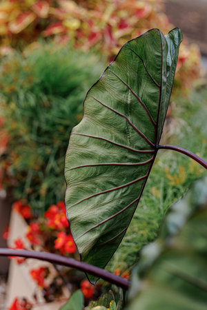 Nature. Tropical beautiful green leaf. Natural blurred beautiful background with bokeh. Leaf with red lines texture.の写真素材