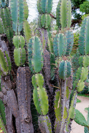 Green cactus with thorns in the natural environment. Indian Fig or Mission Cactus.の写真素材