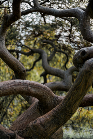 Crooked old dry tree in autumn. Blurred background with beautiful white bokeh. Copy space.の写真素材