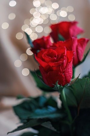 Beautiful red roses with water drops and blurred background with white, yellow bokeh. Shallow depth of field. Copy spaceの写真素材
