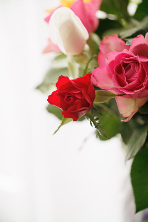 Close-up of beautiful red and white roses. Blurred white background. Shallow depth of field. Copy spaceの写真素材