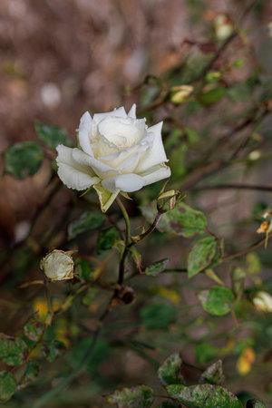 Blooming white rose in the park and a beautiful green blurred background with gray bokeh. Green leaves.の写真素材
