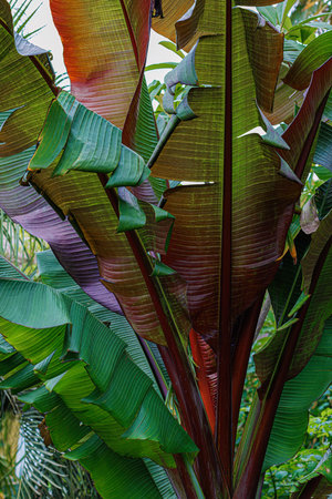 Nature. Tropical banana green leaves. Large leaves. Natural blurred beautiful background with bokeh.の写真素材