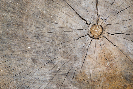 wood stump texture. Stump with cracked wood.の写真素材