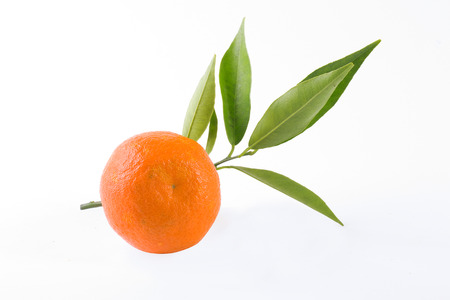 fresh mandarines isolated on white background. Oranges are arranged in rows. Placed on a white background.の写真素材