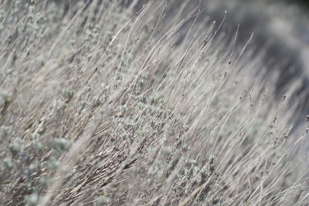 Flower of grass. Grass on the roadside in the  Soft focus of grassの写真素材