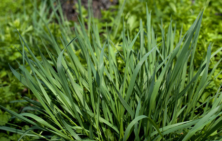Green grass natural background. Green grass in a sunny summer day texture and background. Detailed...
