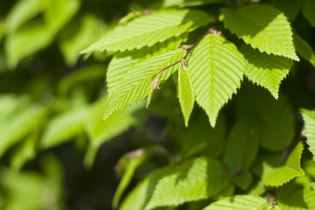 A bush with green leaves close up.の写真素材