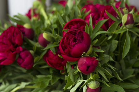 Three dark pink peonies flowers in a vase indoors. Spring flowersの写真素材