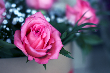 Beautiful bouquet of roses in a gift box. Bouquet of pink roses. Pink roses close-up.の写真素材
