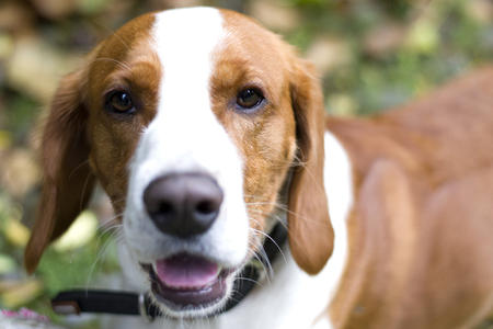Happy red-haired Beagle dog, with a ball lying on the grass. The dog is close-up.の写真素材
