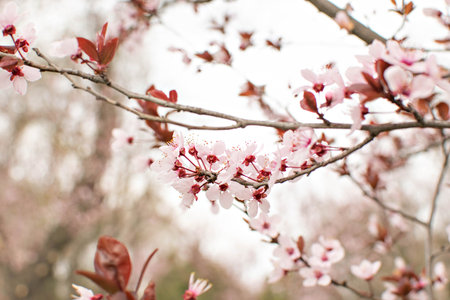 Blooming pink cherry tree on a blurred natural background. Selective focus. Delicate Spring Bloom...