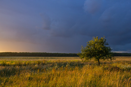 Evening landscape with stormy clouds and fruit tree lit by rays of setting sunの写真素材