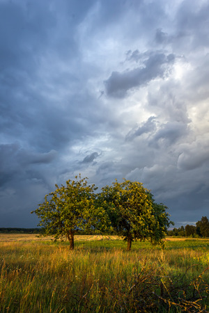 Countryside scene at the evening with stormy clouds and fruit trees lit by rays of setting sunの写真素材