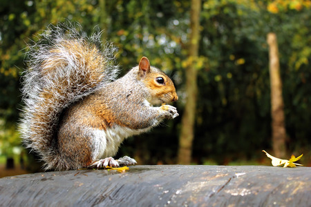 Grey squirrel  Little squirrel sitting on the stone in Holland Park, London, England