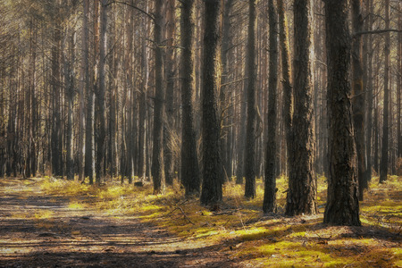 Sunny autumn forest with coniferous treesの写真素材