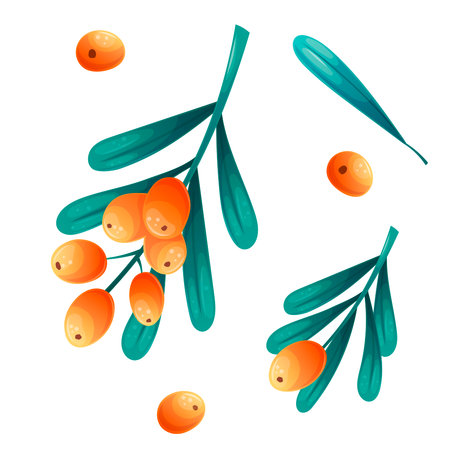 A set of apples on a white background. Whole apple, half apple, sliced apple, slices. Isolated vector illustration for the design of postcards, clothing, textiles, banners and posters.のイラスト素材