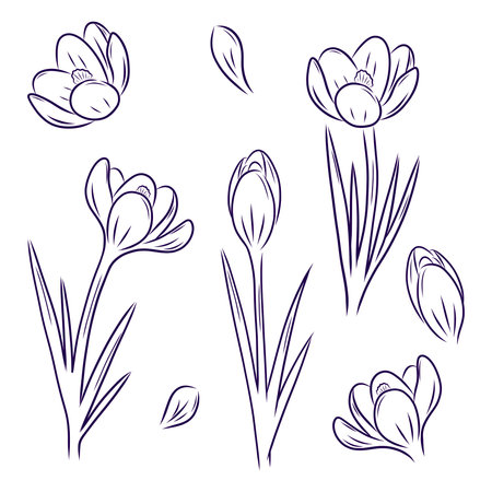 A set of crocuses of different types on a white background. Hand-drawn drawing, doodle, line drawing. Isolated vector illustration for the design of postcards, clothing, textiles, banners and posters.のイラスト素材