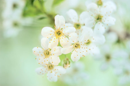 Spring cherry blossom, soft focusの写真素材
