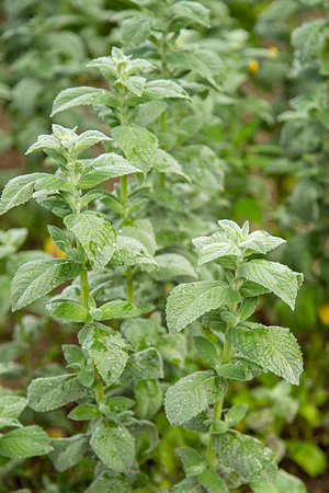 Mint plant,mint plant growing in the gardenの写真素材