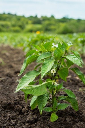 Pepper plant after watering. Green peppers growing in the garden
