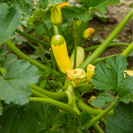 yellow blossoming zucchini in the garden, organic vegetablesの写真素材