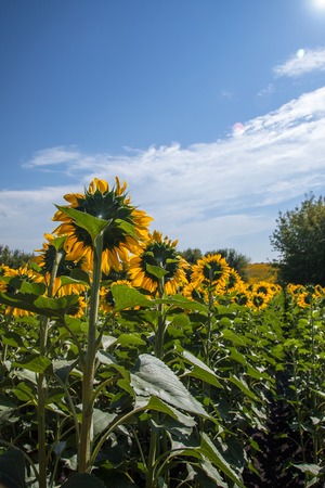 field of blossoming sunflowers against the blue sky, harvestの写真素材