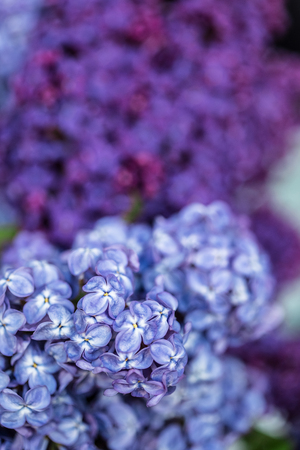 a bouquet of lilac close-up, in a crystal vaseの写真素材