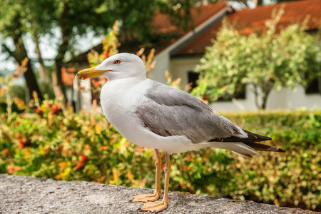 The seagull sits on a stone, a hotel fenceの写真素材