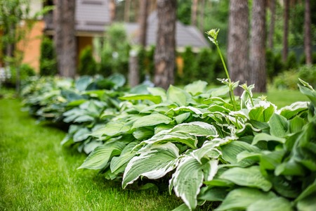 Beautiful Hosta leaves background. Hosta - an ornamental plant for landscaping park and garden design. Large lush green leaves with streaks. Veins of the leaf.の写真素材