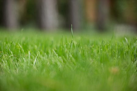 Green grass in the garden. natural backgroundの写真素材