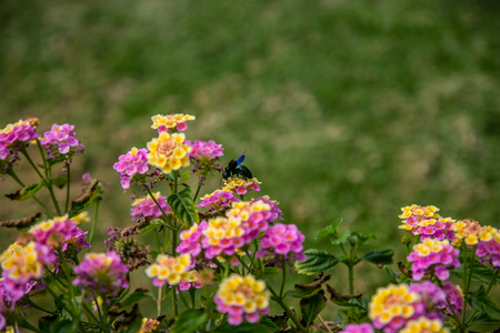 Summer wildflowers, flowering poppy flowers chamomile. ee
