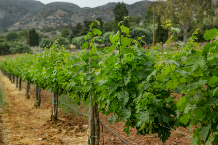 Grapevine with baby grapes and flowers - flowering of the vine with small grape berries. Young green grape branches on the vineyard in spring time.の写真素材