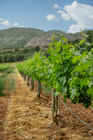 Grapevine with baby grapes and flowers - flowering of the vine with small grape berries. Young green grape branches on the vineyard in spring time.の写真素材