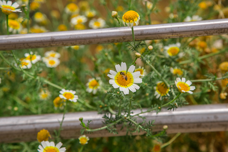 Summer wildflowers, flowering poppy flowers chamomile. eeの写真素材