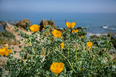 Summer wildflowers, flowering poppy flowers chamomile. eeの写真素材